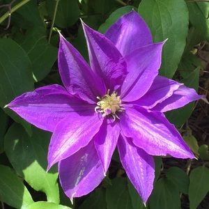 Meet your Posher, Lanna